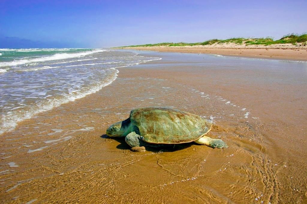 Ras Al Hadd Turtle Beach in Oman