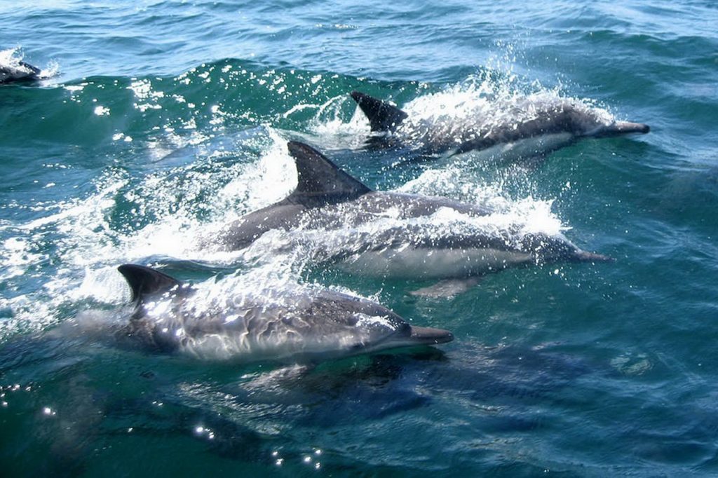 Best day trips from Muscat - Dolphin watching in Muscat