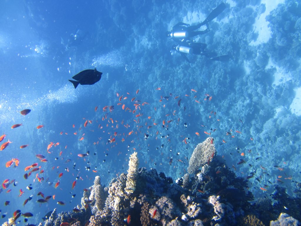 Underwater view of Diving in Musandam