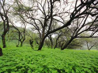 salalah tourist attractions - featured image