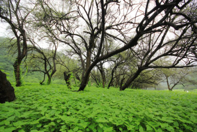salalah tourist attractions - featured image