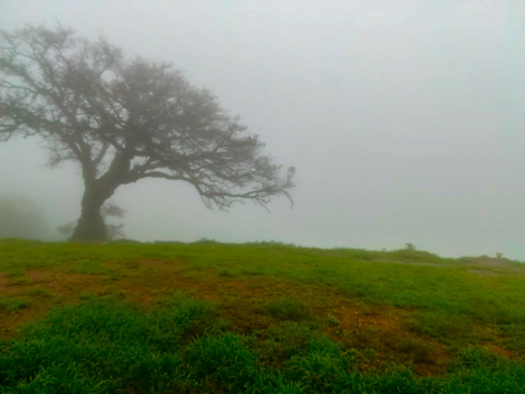 Thick early morning fog during Khareef in Salalah