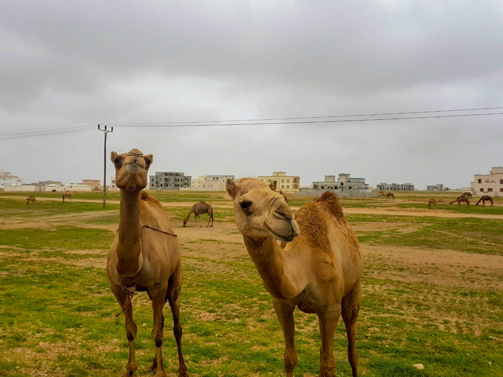 Camels in Salalah