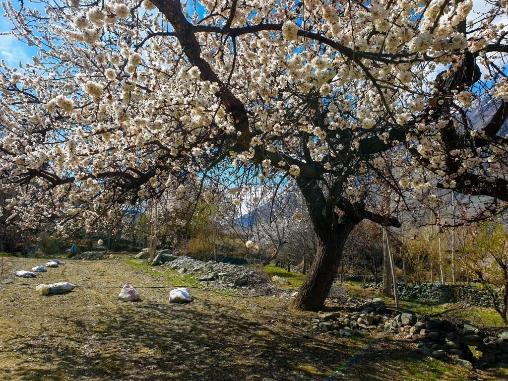 Cherry blossom in Hunza