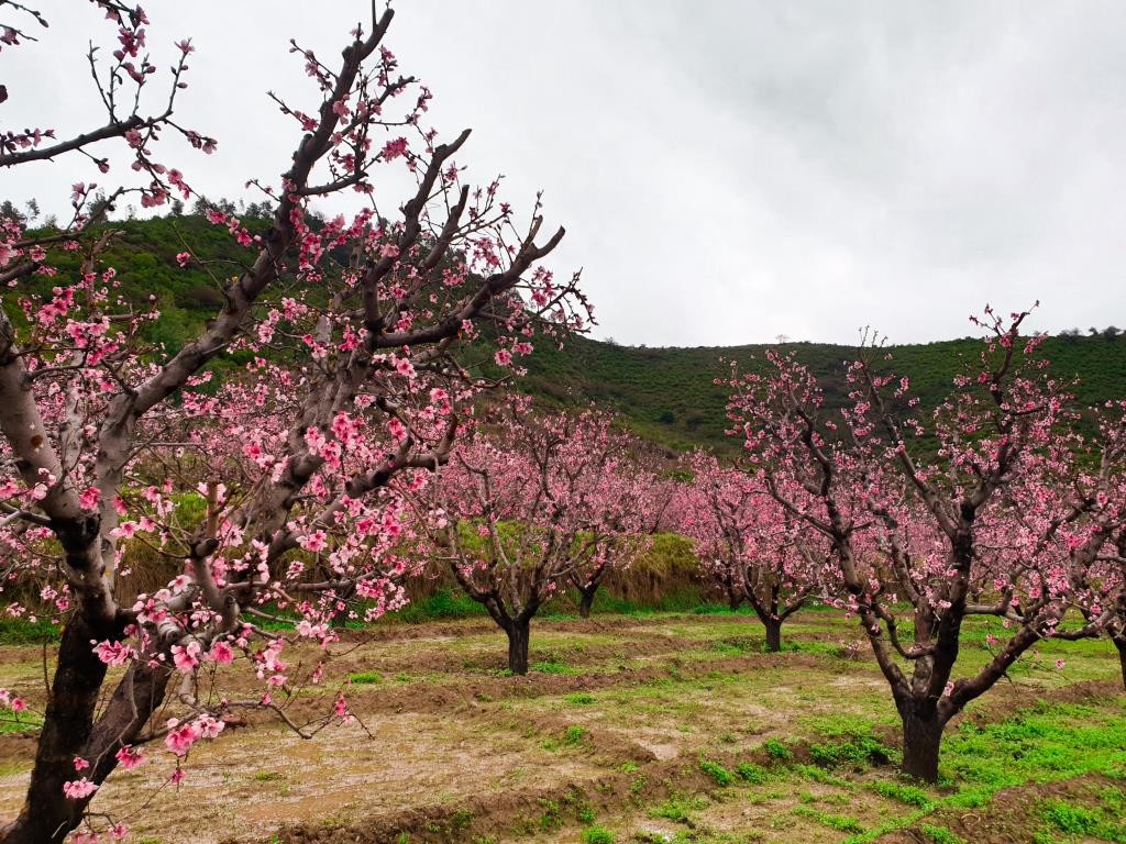 cherry blossom in Swat